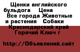 Щенки английского бульдога  › Цена ­ 60 000 - Все города Животные и растения » Собаки   . Краснодарский край,Горячий Ключ г.